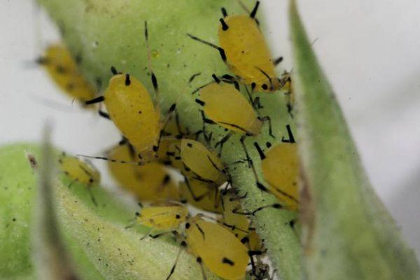 เพลี้ยอ่อนบนต้นไม้