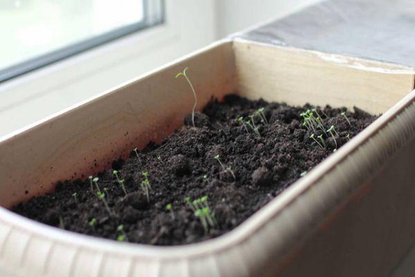 ต้นกล้าไธม์