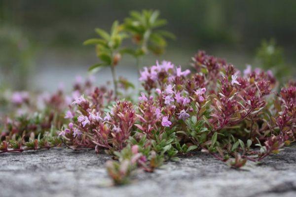 สมุนไพรไธม์