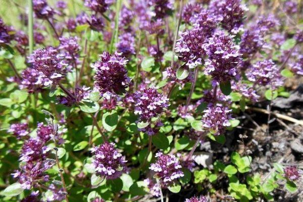 การปลูกไธม์