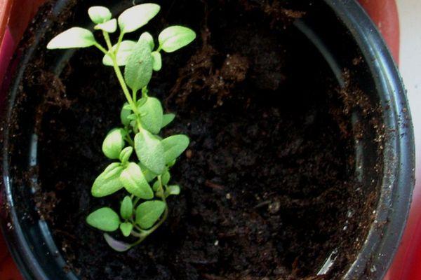 ถั่วงอกไธม์