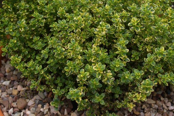 ไธม์ในสวน