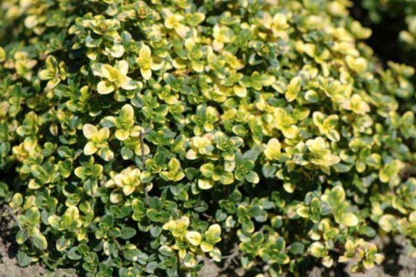 สมุนไพรรสเผ็ด