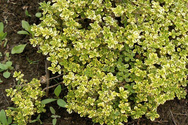 ไทม์ราชินีเงิน