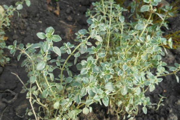 การปลูกไธม์