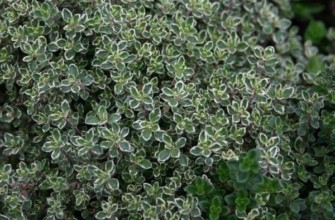 พุ่มไธม์