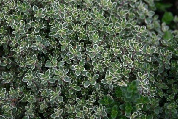 พุ่มไธม์