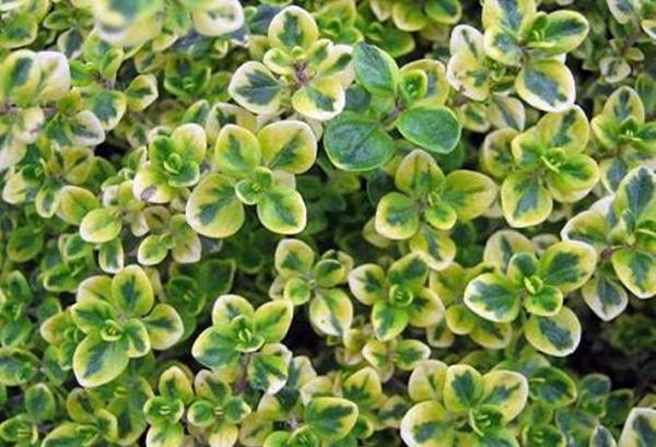 ไทม์แคระทอง