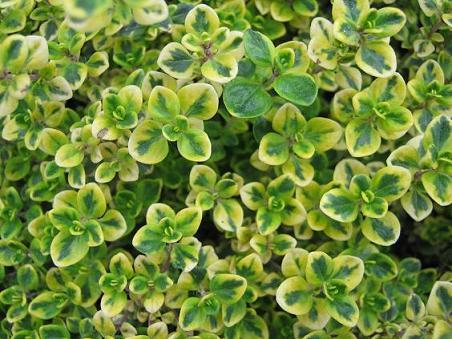 ต้นไทม์มะนาว