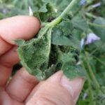 เพลี้ยอ่อนบนบวบ