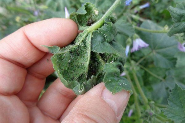 pucerons sur courgettes