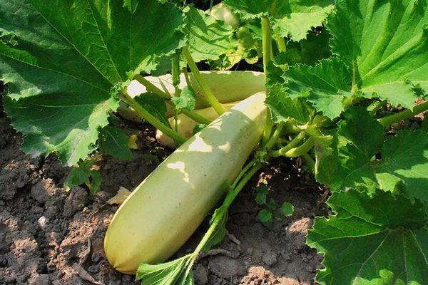Prendre soin des courgettes