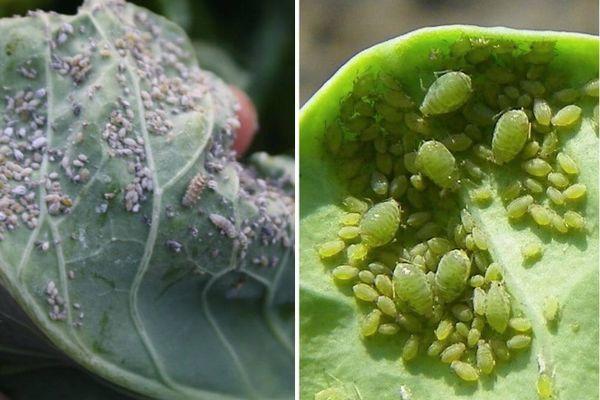 Pucerons sur les feuilles