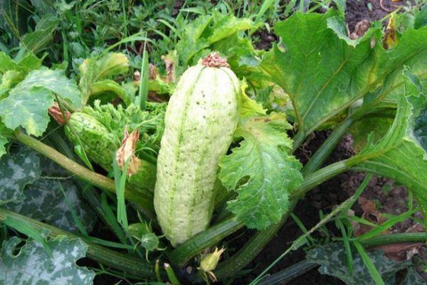 Courgettes mûres