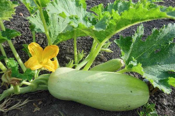 Cultiver des courgettes