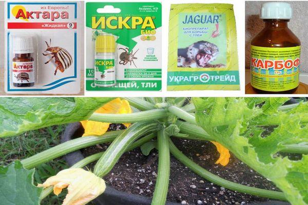 Contrôle des pucerons