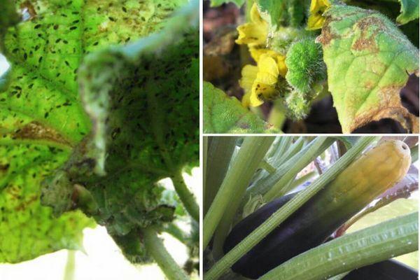 Ravageurs des courgettes