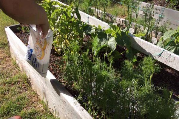 การกำจัดศัตรูพืช