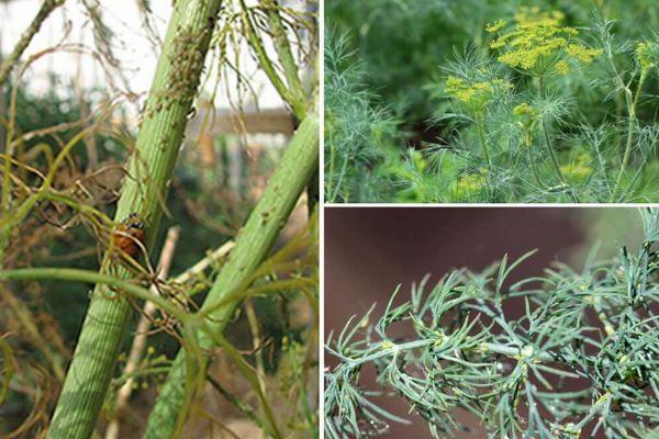 ศัตรูพืชบนพืชผล