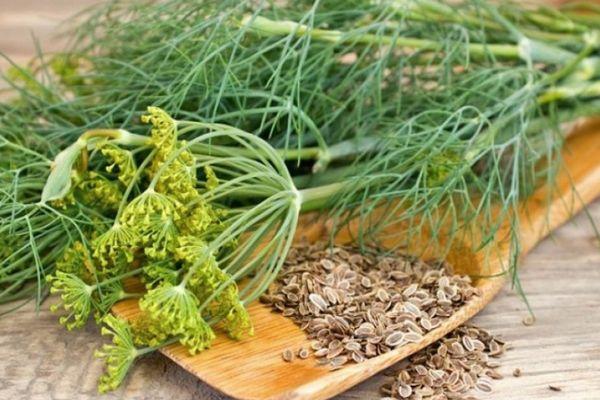 เมล็ดผักชีลาว