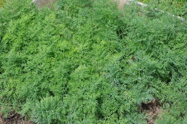 การปลูกผักชีลาว