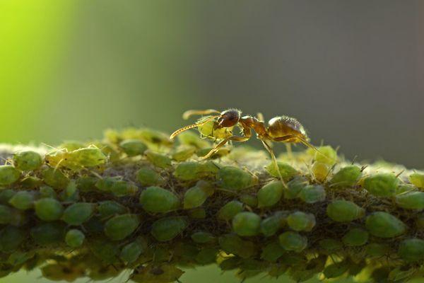 เพลี้ยอ่อนบนต้นไม้