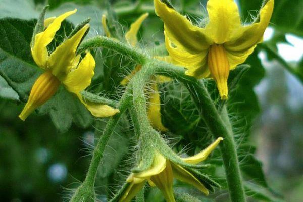 ดอกมะเขือเทศ