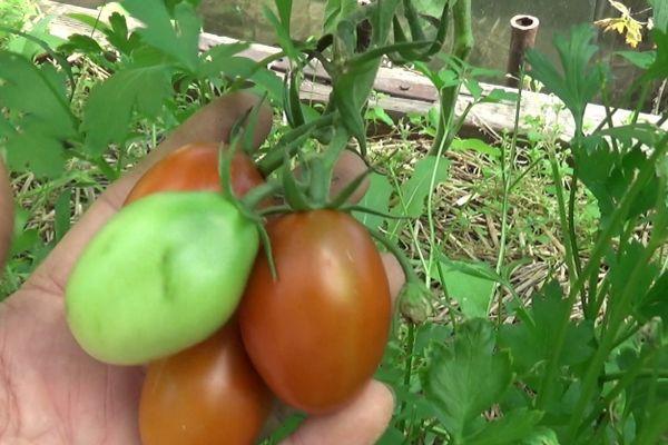 การปลูกมะเขือเทศ