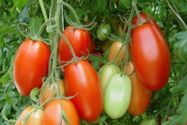 กิ่งพันธุ์มะเขือเทศ