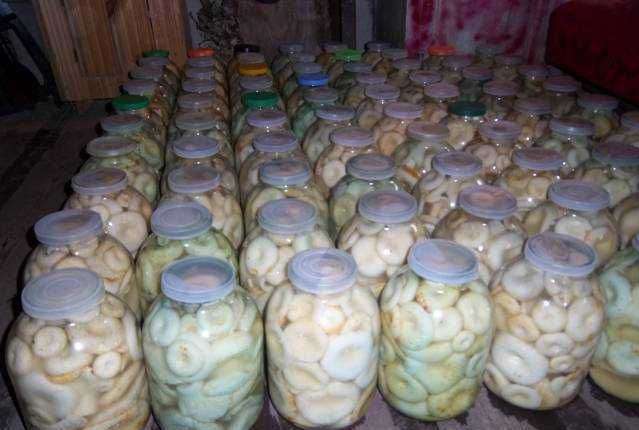 couinements salés en bocaux