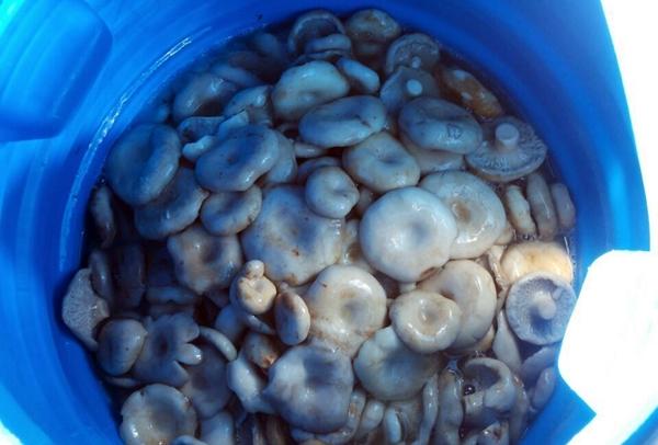 le processus de salage du champignon blanc