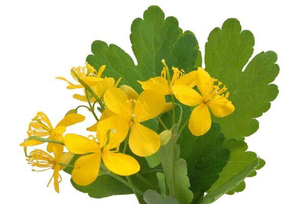 เซลานดีน