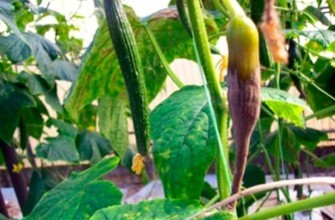 ต้นบวบเน่าอยู่ในสวน