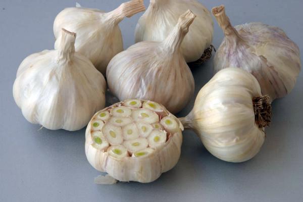 ลักษณะของกระเทียมฤดูใบไม้ผลิ