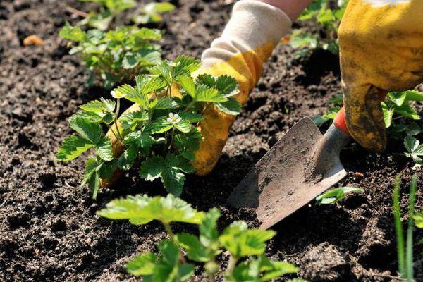 การดูแลรักษาต้นไม้