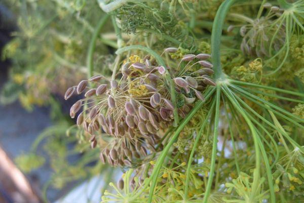 Propriétés médicinales et contre-indications de l'aneth séché et frais, son utilisation en médecine populaire