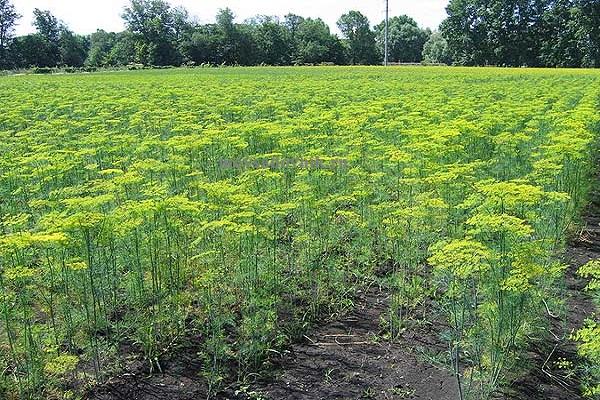 ผักชีลาวในสวน