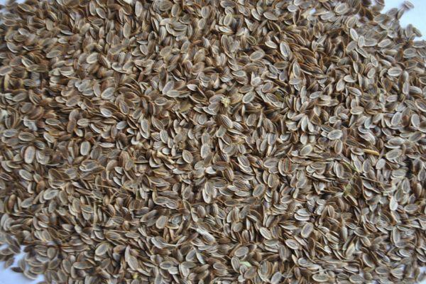 เมล็ดผักชีลาว