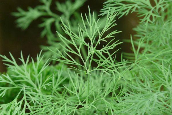 Feuilles d'aneth