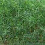 ต้นผักชีลาว