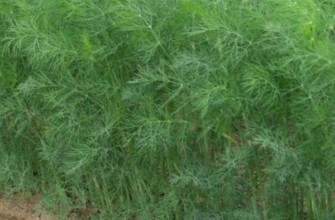 ต้นผักชีลาว