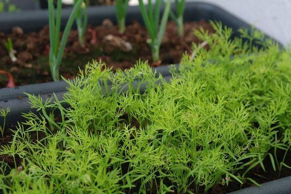 ใบผักชีลาว