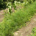 ผักชีลาวในดินเปิด