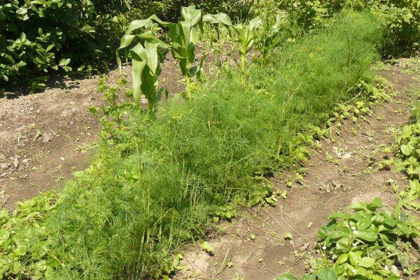 ผักชีลาวในดินเปิด