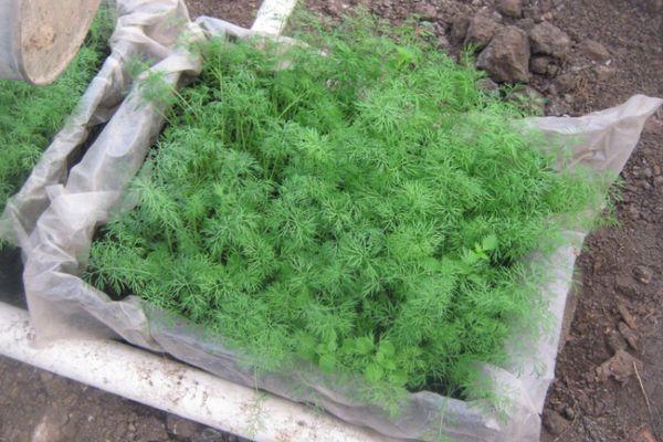 การปลูกผักชีลาว