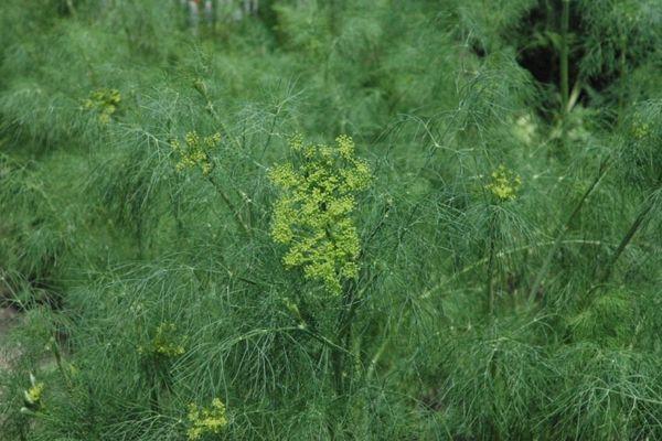 ต้นผักชีลาว