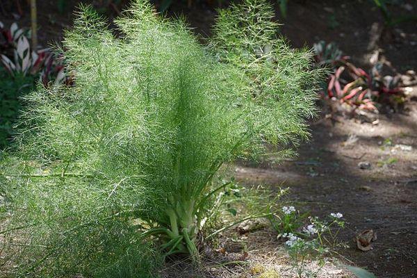 ผักชีลาวในสวน