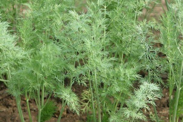 ถั่วงอกผักชีลาว