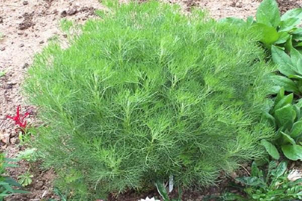 ต้นผักชีลาวในดิน