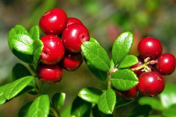 ลิงกอนเบอร์รี่